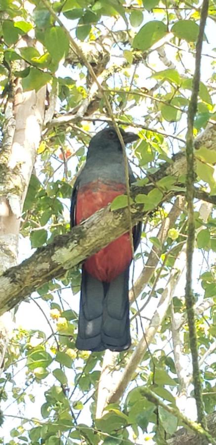 Hotel Veragua River House Sierpe 外观 照片