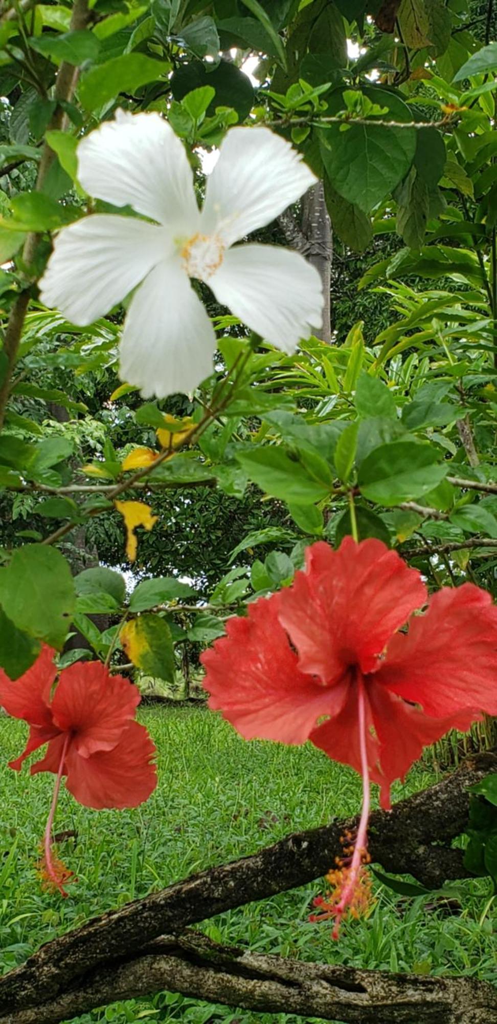 Hotel Veragua River House Sierpe 外观 照片