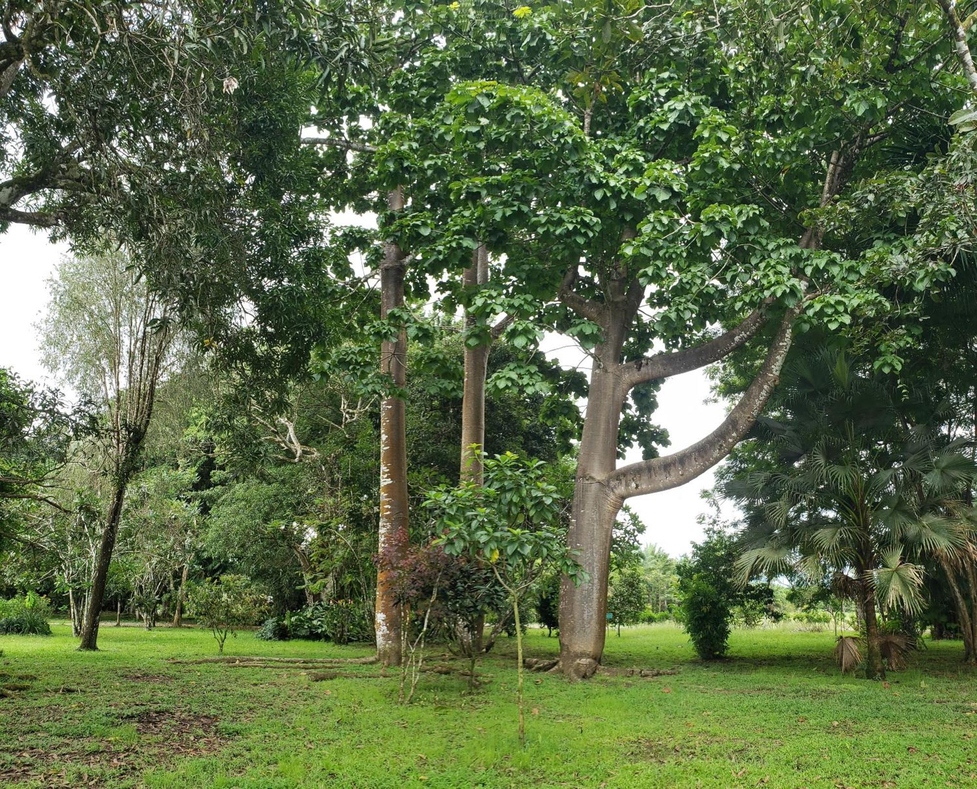 Hotel Veragua River House Sierpe 外观 照片